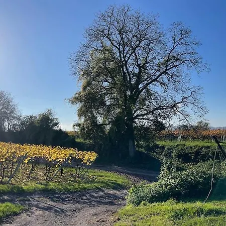 Weinland Life
